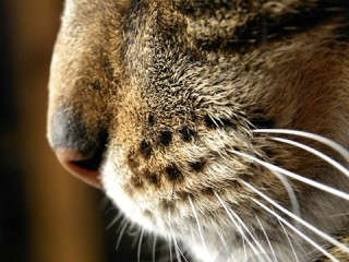 Tabby Cat Closeup
