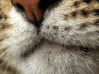 Tabby Cat Closeup