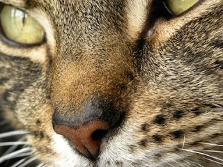 Tabby Cat Face