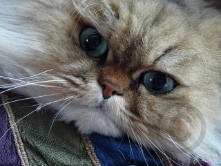 Persian Cat Face