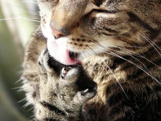 Tabby Cat Face