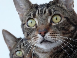 Tabby Twins