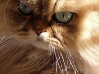 Persian Cat Face