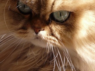 Persian Cat Face