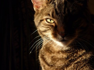 Tabby Cat Face