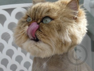 Persian Cat Face