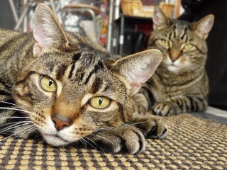 Tabby Cat Faces