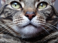 Tabby Cat Face
