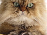 Persian Cat Face