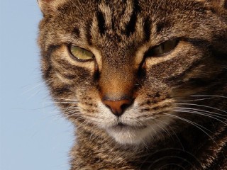 Tabby Cat Face