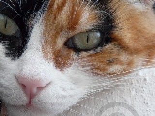 Tortie Cat Face