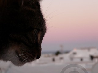 Tabby Cat Face