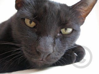 Black Cat Face