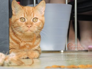 Ginger Cat