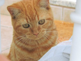 Ginger Cat