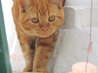 Ginger Cat