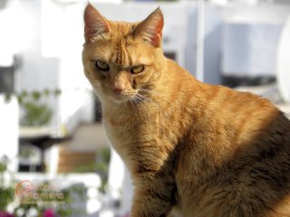 Ginger Cat