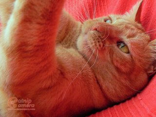 Ginger Cat