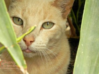 Cream Ginger Cat