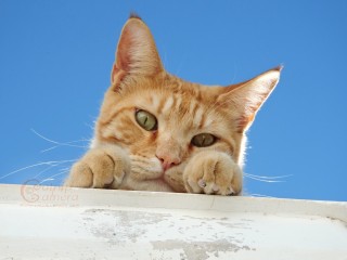 Ginger Cat