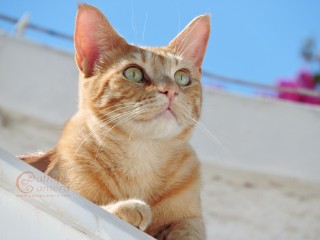 Ginger Cat