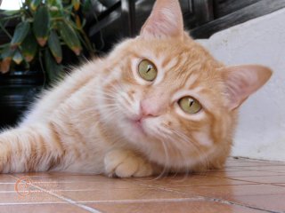 Ginger Cat