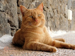Ginger Cat