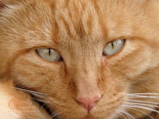 Ginger Cat