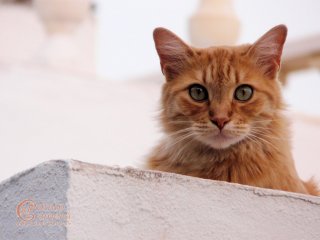 Ginger Cat