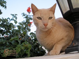 Cream Ginger Cat