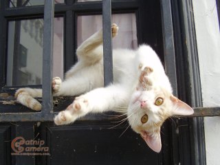 Ginger & White Cat