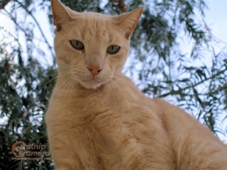Cream Ginger Cat