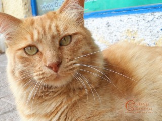 Ginger Cat