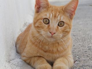 Ginger Cat