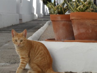 Ginger Cat
