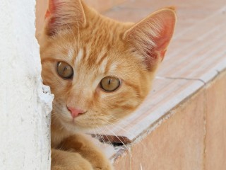 Ginger Cat