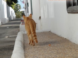 Ginger Cat