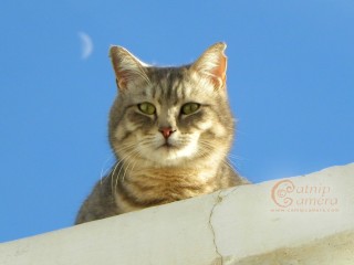 Grey Tabby