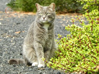 Grey Tabby