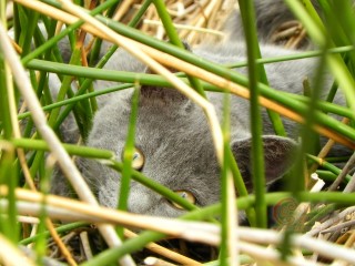 Grey Cat