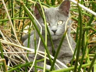Grey Cat