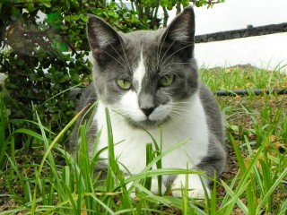 Grey & White Cat
