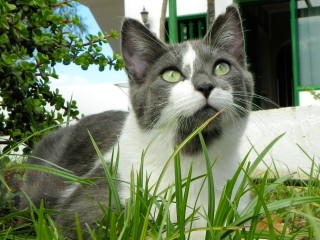 Grey & White Cat