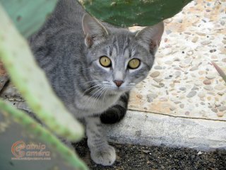 Grey Tabby