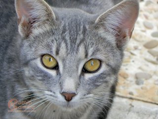 Grey Tabby