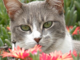 Grey & White Cat