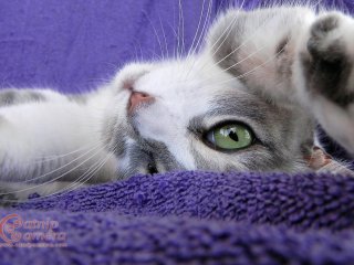 Grey & White Cat