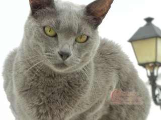 Grey Cat
