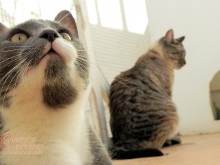 Grey & White Cat (cream tortie cat in the background) 
