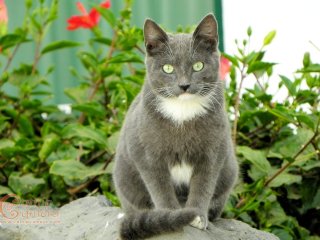 Grey & White Cat